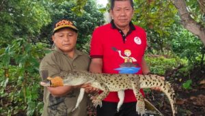 Nelayan Morowali Tangkap Buaya di Pantai Bahomohoni 