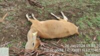 Morowali Darurat Penyakit Sapi Jembrana, 1.040 Ekor Sapi Mati