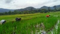 Serda Muh Jufri, Dampingi Petani dalam Penanaman dan Pembersihan Rumput di Desa Lele Kabupaten Morowali