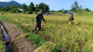 Babinsa Koramil 1311-04 Lembo Bersama Kelompok Tani Panen Padi di Desa Pontangoa 
