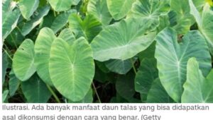 5 Manfaat Daun Talas dan Efek Sampingnya