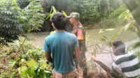 Peduli Lingkungan,Babinsa Koramil 1311-08 Soyo Jaya Bersama Masyarakat Tanam Pohon Jati Putih dan Ketapang Kencana di Bantaran Sungai