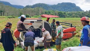 Babinsa Koramil 1311-04 Lembo Serka Poldi Mansa, Panen Padi Bersama Petani Desa Wawopada