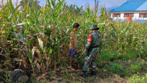 Pendampingan Pemeliharaan Kebun Jagung: Babinsa Koramil 1311-03/Petasia Dukung Ketahanan Pangan di Desa Mondowe 