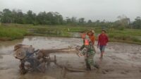 Babinsa Kodim 1311 Morowali Mendampingi Petani Mengolah Sawah di Kabupaten Morowali Utara