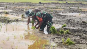  Babinsa Kodim 1311 Morowali Serka Bahtiar, Tanam Padi Bersama Kelompok Tani di Desa Togo Mulya 