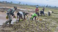 Dukung Ketahanan Pangan, Babinsa  Koramil 1311-03 Petasia Tanam Padi Bersama Petani  di Desa Togo Mulya