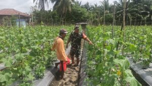Pendampingan Babinsa Koramil 1311-03 Petasia Sertu Pamilu, Pengelolaan Tanaman Palawija di Desa Molores 