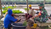 Sertu Suparman Babinsa Koramil 1311-01 Bungku Tengah,  Komsos dengan Kelompok Tani Padi di Desa Puntari Makmur 