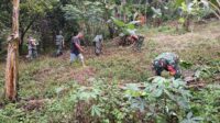 Mendukung Ketahanan Pangan Nasional, Babinsa 1311-03 Buka Lahan Jagung 