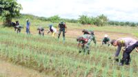 Babinsa Kodim 1311 Morowali dan Para Petani Membersihkan Lokasi Ketahanan Pangan Kampung Pancasila