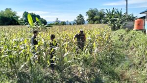 Tingkatkan Hasil Panen, Serda Kamir Mendampingi Petani Jagung 