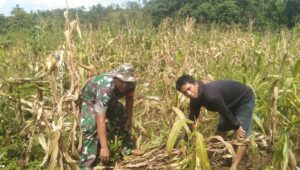 Babinsa Koramil 1311-03 Petasia,  Mendampingi Pemeliharaan Tanaman Jagung di Desa Korolama