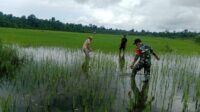 Babinsa Koramil 1311-06 Bungku Utara, Mendampingi Petani Sawah di Desa Pokeangn Kabupaten Morowali Utara