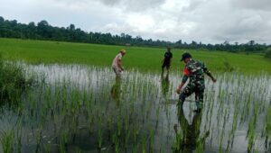 Babinsa Koramil 1311-06 Bungku Utara, Mendampingi Petani Sawah di Desa Pokeangn Kabupaten Morowali Utara