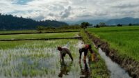 Babinsa Koramil 1311-06 Bungku Utara Turun langsung di Sawah, Pendampingan Petani  