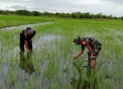 Babinsa Kodim 1311 Morowali Melaksanakan Pendampingan Ketahanan Pangan Padi di Wilayah