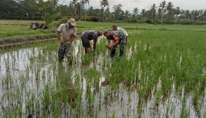 Babinsa Kodim 1311 Morowali Praka Nikodemus, Pendampingan Ketahanan Pangan Tanam Padi di Wilayah Binaan