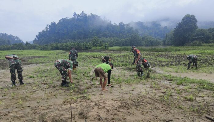 Babinsa Kodim 1311 Morowali,  Pendampingan Ketahanan Pangan Tanam Jagung di Desa Tiu