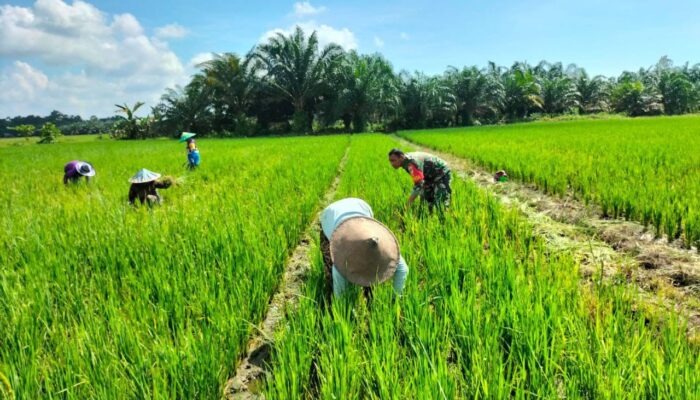 Babinsa Kodim 1311 Morowali,Dampingi Petani dalam Pemeliharaan Padi di Desa Togo Mulya 