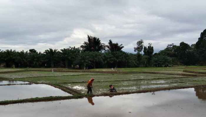 Dukung Ketahanan Pangan, Babinsa Kodim 1311 Morowali Bantu Petani Desa Ensa Memelihara Tanaman Padi