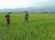 Babinsa Perduli, Dampingi Petani Agar Hasil Meningkat