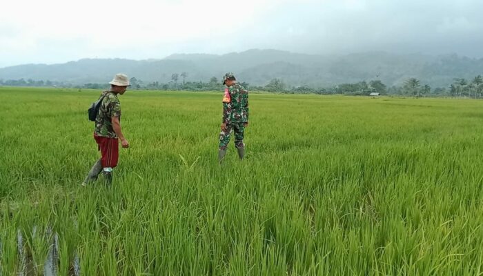 Babinsa Perduli, Dampingi Petani Agar Hasil Meningkat