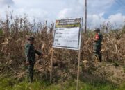 Babinsa Kodim 1311 Morowali, Panen Jagung Bersama Masyarakat di Desa Bau 