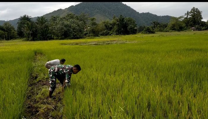 Babinsa Koramil 1311-04 Lembo, Bantu  Penyemprotan Pupuk dan Pembersihan Rumput pada Lahan Padi Santana 