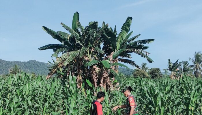Babinsa Koramil 1311-05 Mori Atas, Lakukan Pendampingan Ketahanan Pangan di Desa Kolaka Kabupaten utara