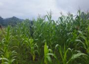 Para Babinsa Koramil 1311-03 Petasia, Dampingi Kelompok Tani Perawatan Jagung di Desa Bungintimbe
