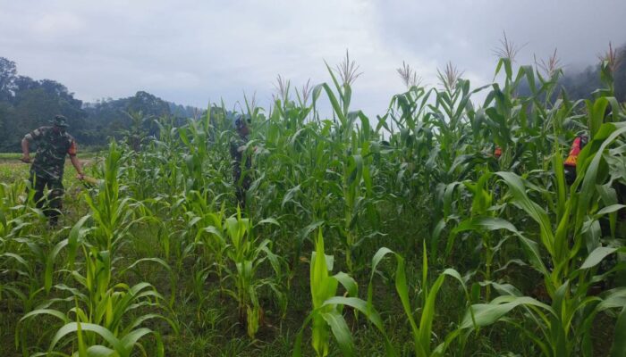 Para Babinsa Koramil 1311-03 Petasia, Dampingi Kelompok Tani Perawatan Jagung di Desa Bungintimbe 