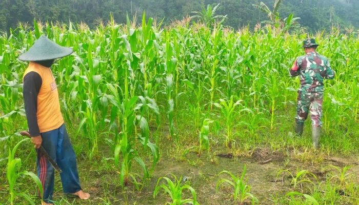 Babinsa Koramil 1311-03/Petasia Pendampingan Ketahanan Pangan Kelompok Tani di Desa Molino 