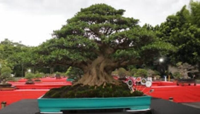 Dirgahayu 7 Tahun RUBI, Berkarya Tanpa Batas Berkreasi Tanpa Henti, Bangun Ekonomi Kreatif Lewat Bonsai