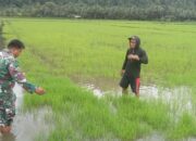 Babinsa Koramil 1311-06 Bungku Utara, Turun Langsung Dampingi Petani 