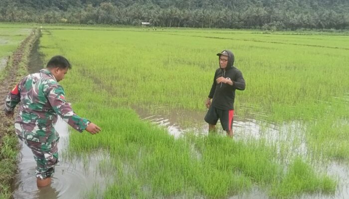 Babinsa Koramil 1311-06 Bungku Utara, Turun Langsung Dampingi Petani 