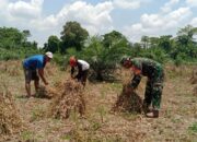 Pastikan Ketahanan Pangan, Babinsa Kodim 1311 Morowali  Membantu Petani  Panen Kedelai