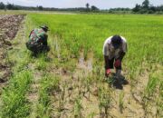 Dukung Ketahanan Pangan, Babinsa Dampingi Petani 