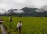 Babinsa Kodim 1311 Morowali, Pendampingan Ketahanan Pangan 