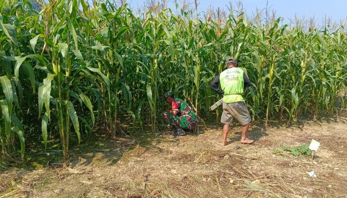 Babinsa Koramil 1311-03 Petasia, Dampingi Petani dalam Pemeliharaan Kebun Jagung 