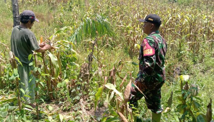 Babinsa Koramil 1311-05 Mori Atas,Pendampingan Ketahanan Pangan di Desa Lanumor