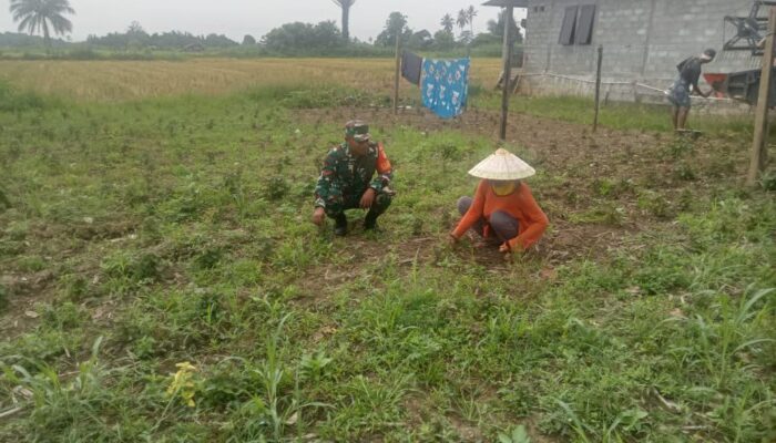 Babinsa Koramil 1311-06, Dampingi Perawatan Tanaman Nilam di Desa Kalombang 