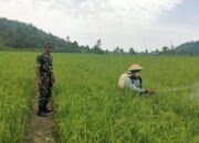 Babinsa Kodim 1311 Morowali, Dampingi Perawatan Padi Sawah di Desa Opo 