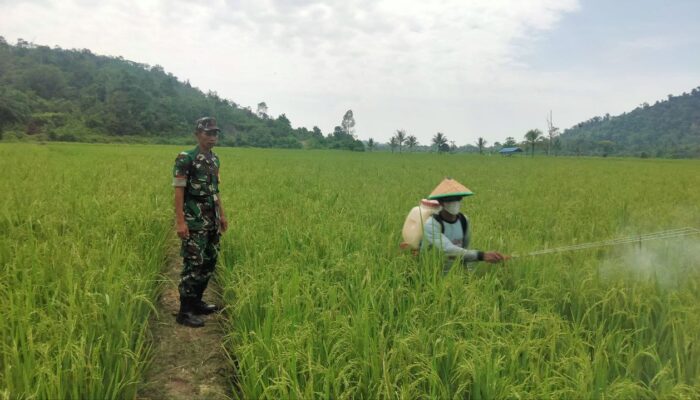 Babinsa Kodim 1311 Morowali, Dampingi Perawatan Padi Sawah di Desa Opo 