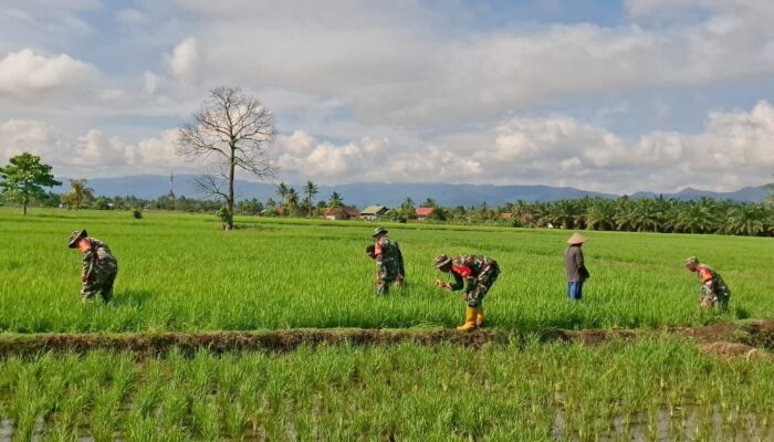 Babinsa Koramil 1311-01 Dampingi Petani Desa Bumiharapan 