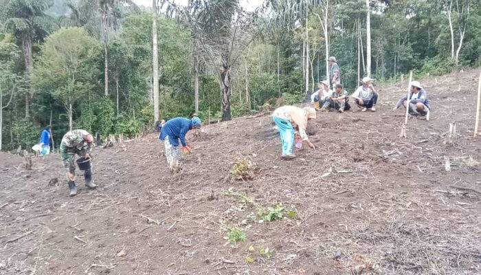 Babinsa Kodim 1311/Morowali Dampingi Petani Tanam  Kacang Merah di Desa Malino 