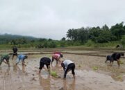 Babinsa Dampingi Petani Tanam Padi
