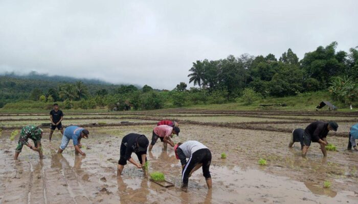 Babinsa Dampingi Petani Tanam Padi 