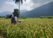 Petani Binaan PT Vale Indonesia Tbk Morowali Gunakan  Pupuk Organik,Modal Minim  Hasil Panen Berlimpah