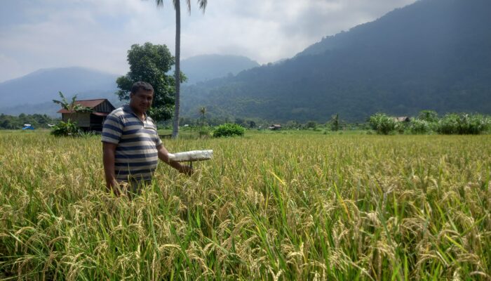 Petani Binaan PT Vale Indonesia Tbk Morowali Gunakan  Pupuk Organik,Modal Minim  Hasil Panen Berlimpah
